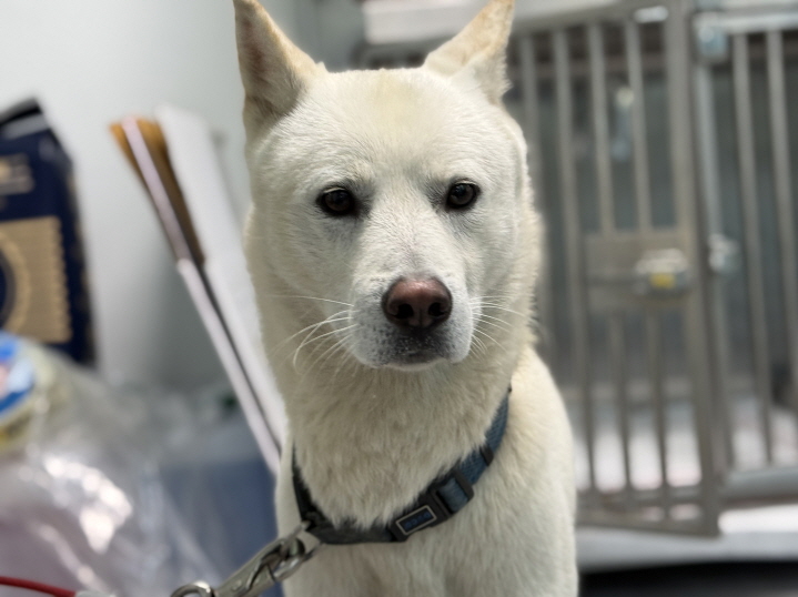 종료(반환) 믹스견…